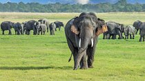 2-Day Kandy & Sigiriya Tour From WASKADUWA/COLOMBO/NEGOMBO 