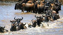 5 Days Masai Mara Wildebeest Migration Safari