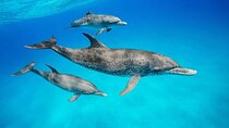 Dolphins +Jozani forest +Kuza cave +Paje beach + Rock restaurant