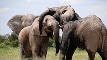 5 Days Nairobi Day tour and Amboseli National Park Safari
