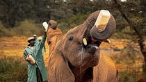 Giraffe Centre with Elephant Orphanage visit