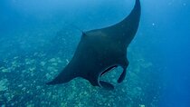 Nusa Penida Snorkeling and Island Highlights Tour