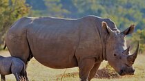 Cape Town Full Day Aquila reserve safari