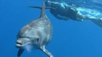 Snorkeling with the Dolphins of the Red Sea