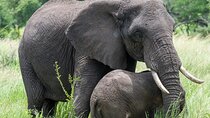 7 Day Tanzania Wildlife and Culture Tour