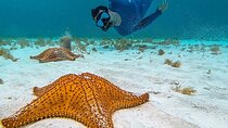 Cayman 3 in 1 Adventure Reef Snorkeling, Starfish and Stingrays