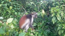 Private Jozani Forest and Stone Town Exploration with Spice Tour