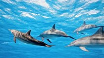 Swim with Dolphins & Snorkeling in Hurghada – Boat Trip & Lunch