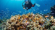 Scuba Diving Refresher(3 dives)