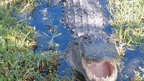 Visit to the Everglades in French
