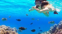 Unforgettable Marsa Mubarak Snorkeling Trip & Lunch – Marsa Alam