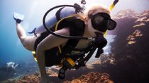 Deep Dive Experience Two Professional Dives & Lunch – Hurghada
