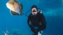 Unforgettable Daily Dive Adventures with Lunch - Sharm El Sheikh