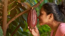 Evelyza Cacao Farm Tour Experience 