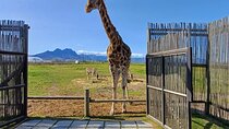 Cheetah Outreach Giraffe Encounter with Crocodile Private Tour