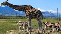Cape Town Giraffe House, Cheetah Encounter and Wine Tasting Tour 
