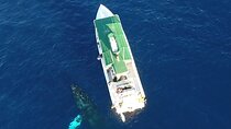 Private Charter Humpback Whale Watching & Dolphin Search 
