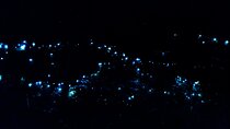 Gold Coast Glow Worm Night Tour With Chinese Speaking Guide
