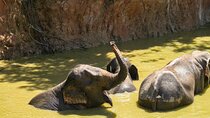Elephant Nature Experience with Lunch at Bukit Elephant Park