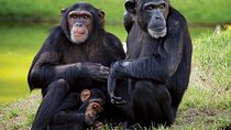 3 Days Sweetwaters Ol Pejeta Conservancy Safari from Nairobi