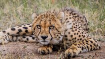 4 Day Kruger Katekani Big 5 Safari from Johannesburg