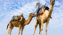 2 Hours Camel Ride, Explore the beauty of Desert- Sharm El Sheikh