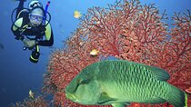 Beginners Scuba Diving Experience with Lunch - Sharm El Sheikh