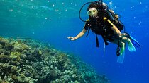Tiran Island Snorkel , Dive & Lunch Sea Trip - Sharm El Sheikh