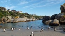Cape Point, Cape of good hope & Penguins Tour
