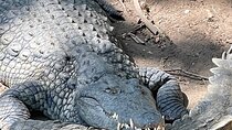 Private Tour in Victoria Falls and Crocodile Park with Lunch