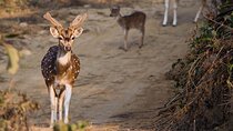3 Day Taj Mahal and Jim Corbett National Park Safari Tour