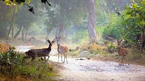 Bangalore to Jim Corbett: 3-Day Double Safari Wildlife Tour