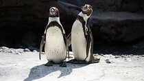 Boulders Penguins & Award-Winning Winelands Tour From Cape Town
