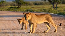 Tarangire National Park Full-Day Safari Experience