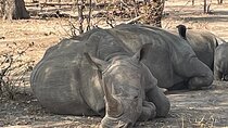 Victoria Falls & Safari Adventure: Both Sides Tour + Rhino Walk