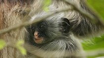 Jozani Forest & Spice Farm Shopping Tour with Transfer – Zanzibar