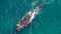 Hermanus Whale Watching Boat Trip