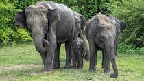 Minneriya National Park Shared Safari | From Sigiriya