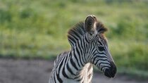 Early Morning Tour to Nairobi National Park