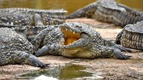 Crocoparc Trip from Agadir