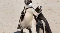 Cape Town Boulders Beach Penguin Watching Half Day Tour