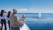 Auckland: Tikapa Moana Dolphin, Whale and Island Cruise 