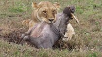 5 Day Safari Camp To Ngorongoro Crater And Lake Manyara
