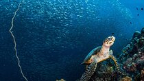 Moalboal Sardines and Turtle with Canyoneering in Kawasan Falls