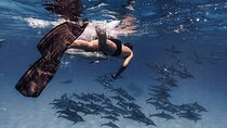 Snorkel at Satayeh Dolphin House Adventure from Marsa Alam