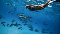 Snorkel at The Dolphin House Adventure In Hurghada