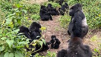 One Day Gorilla Trekking Rwanda and Iby'iwacu Cultural Village