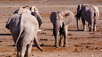 4 Days Safari Tour in Namibia with Etosha and Swakopmund 