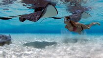 Cayman 3 in 1 Combo Adventure Stingray City Reef Snorkeling