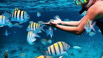 Cayman 2 in 1 Combo Explorer: Stingrays and Reef Snorkeling